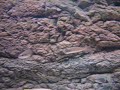 Cyprichromis Mouth Full