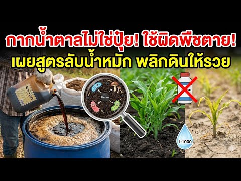 กากน้ำตาลถ้าใช้ผิดวิธีอาจทำให้พืชตายได้ มาดูกันว่าใช้กากน้ำตาลให้ถูกวิธีเค้าทำยังไง