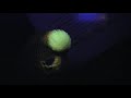 Budgies DO glow in the dark! Budgies DO glow in the dark!