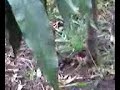gatto a caccia di un topo