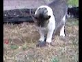 gatto a caccia di un topo