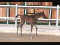 videos de Al Munir black Colt 2009 by Magic Soul