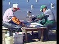 Fishermen Cleaning their catch