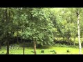 Peržiūrėti Video