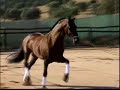 Approved PRE Stallion with Escalera FOR SALE
