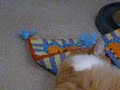 Sammy and the catnip mat