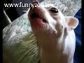 Little Boy Yelling Little Boy Yelling