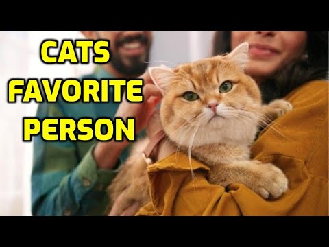 How To Get A Cat To Like You More Than Someone Else?
