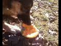 Jack-Jack eats a cataloupe pt. 2