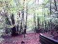 battue en ardenne