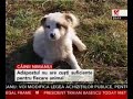 Aproape 400 de câini dintr-un refugiu aflat la marginea comunei Glina riscă să ajungă din nou pe stradă sau să fie omorâţi. Animalele au fost evacuate din adăpost, pentru că autorităţile din Glina vor să construiască o staţie de pompare a apei. O echipă de voluntari a găsit un alt teren unde animalele să fie îngrijite, dar acolo nu există suficiente ţarcuri. În plus, mulţi câini nu erau sterilizaţi, iar acum puii lor se luptă cu frigul.