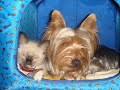 Cindy's History - Birman Sacred Cat