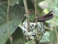 Rufous-tailed hummingbird nest in Costa Rica