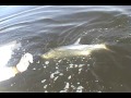 TARPON Vs PATA LARGA