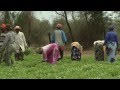 Senegal: Sowing the Seeds - YouTube
