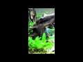 Two males setting up an hierarchy in a tank. Look how they change their body shapes to pretend to be bigger!