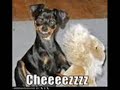 loldogs