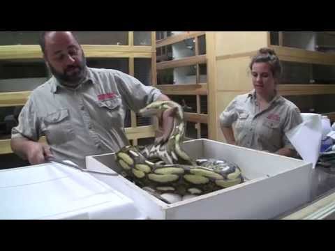 YouTube reptile video