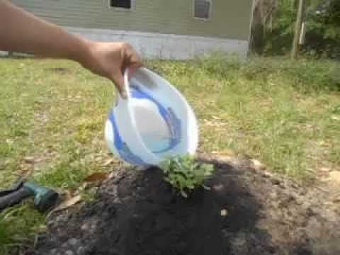 how to fertilize seedlings