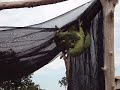 MOV01339.AVI