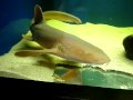 Gaint Nurse Sharks at Aquarium!!!