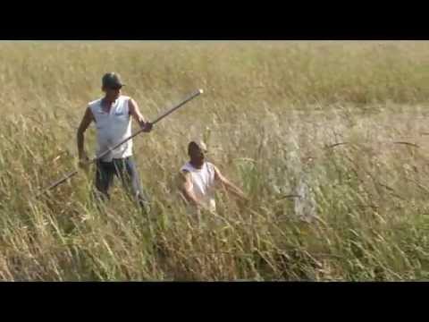 how to harvest rice and how is grown