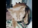 A Cat A Cat