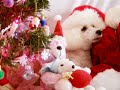 feliz natal   merry christmas