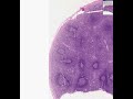 Shotgun Histology Spleen
