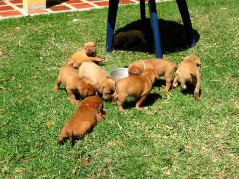 dogo de burdeos