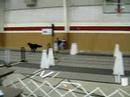 Gunner's first singles run for the U-Fli Flyball Talladega Tournament on 1-25-08