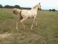 Palomino Anglo Arabian filly Palomino Anglo Arabian filly