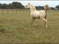 videos de Palomino Anglo Arabian filly