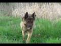 Saku, Great German Shepherd dog