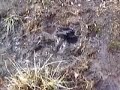 Fresh Water bubbling from ground