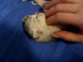 Burmilla male kitten \"Buddy of Chattahoochee\" smooching Burmilla male kitten \"Buddy of Chattahoochee\" smooching