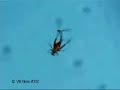 Worm Suicide Worm Suicide