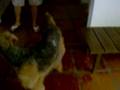 Airedale Terrier video