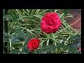 Test HD 25p Sony Hvr-Z7