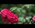 Test HD 25p Sony Hvr-Z7