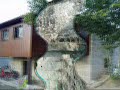 Lira.wmv