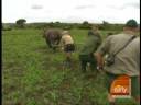 Dave Price Helps Save Rhinos Dave Price Helps Save Rhinos