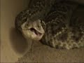 Crotalus atrox, Naja atra, Trimeresurus albolabris FEEDING Crotalus atrox, Naja atra, Trimeresurus albolabris FEEDING