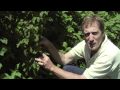 How to Grow Raspberries