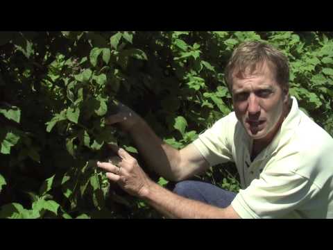 how to fertilize everbearing raspberries