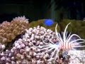 Lady and the Lionfish