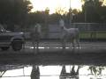 videos de Arabian horse running around and stopping to snort!