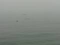 Dolphins at Breakwater in Monterey, CA