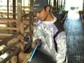 Memberi Kambing Makan Memberi Kambing Makan