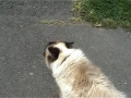 Click here to watch this video The Rise and Fall of Mr Cat